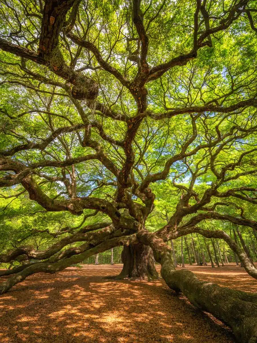 Angel Oak