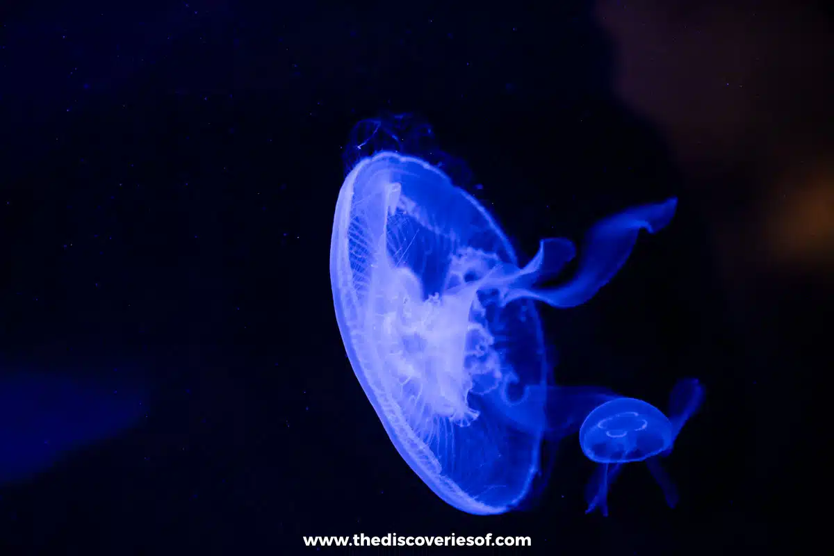 Luminous jellyfish at the museum