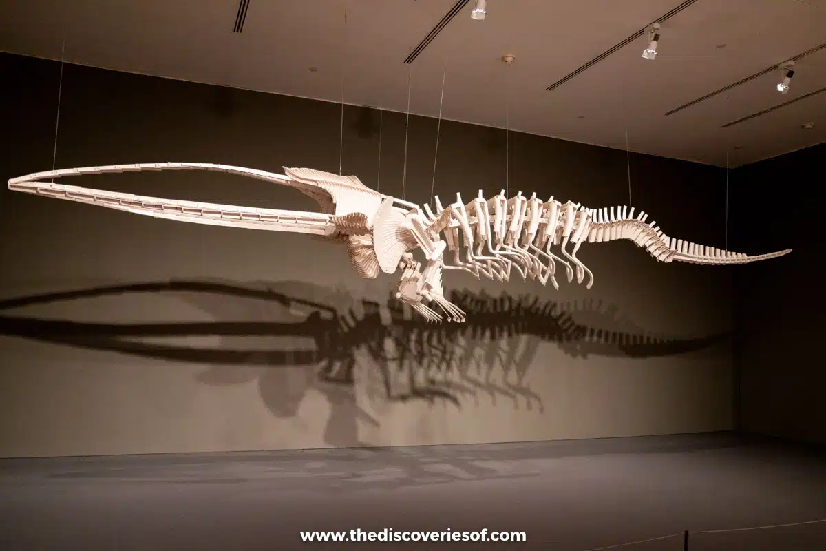 Fossils in the national gallery