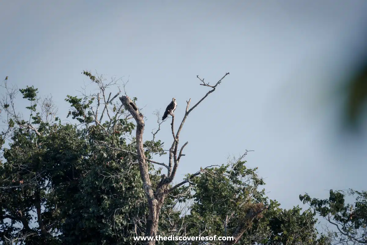 Osprey in the park