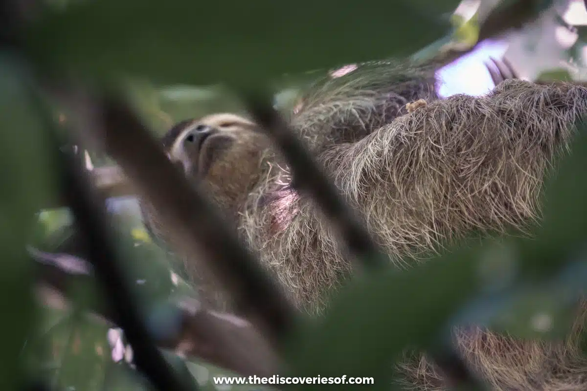 Sloth high up in the tree canopy corcovado