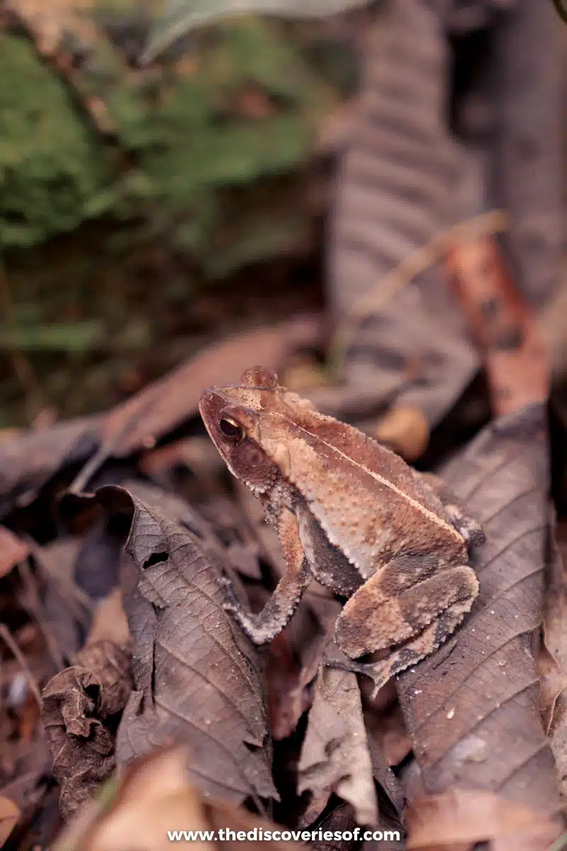 A toad on the way to Los Planes